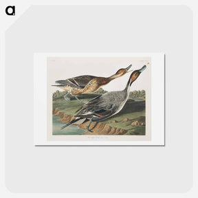 アートポストカード-Pin-Tailed Duck
 - ジョン ジェームス オーデュボン Postcard.