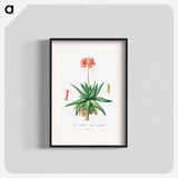 Aloe Umbellata - ピエール ジョゼフ ルドゥーテ Poster.