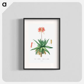 アートポスター-Aloe Umbellata - ピエール ジョゼフ ルドゥーテ Poster.