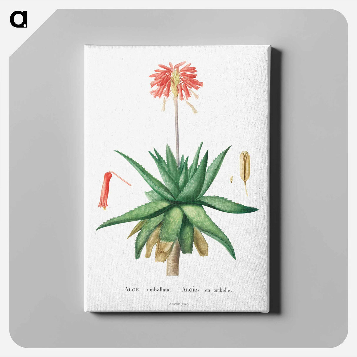 Aloe Umbellata - ピエール ジョゼフ ルドゥーテ Canvas.