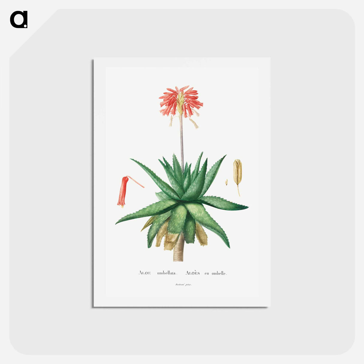 アートポストカード-Aloe Umbellata - ピエール ジョゼフ ルドゥーテ Postcard.