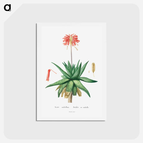 アートポストカード-Aloe Umbellata - ピエール ジョゼフ ルドゥーテ Postcard.