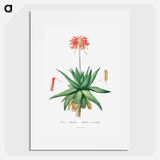 Aloe Umbellata - ピエール ジョゼフ ルドゥーテ Poster.