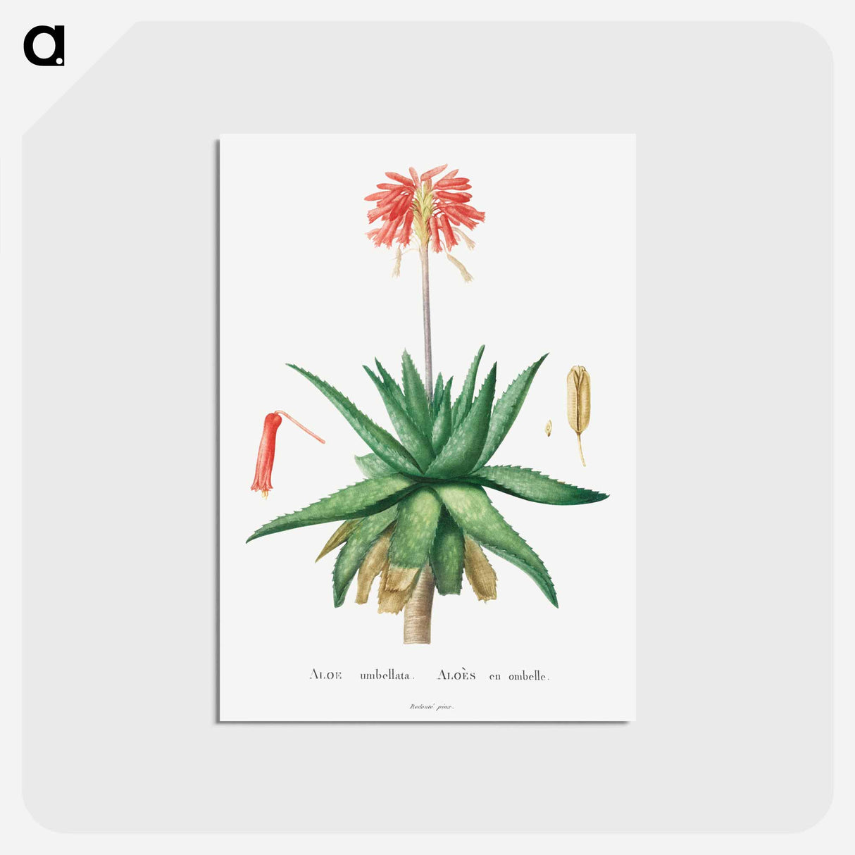 アートポストカード-Aloe Umbellata - ピエール ジョゼフ ルドゥーテ Postcard.
