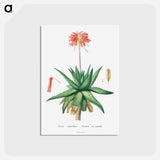 アートポストカード-Aloe Umbellata - ピエール ジョゼフ ルドゥーテ Postcard.