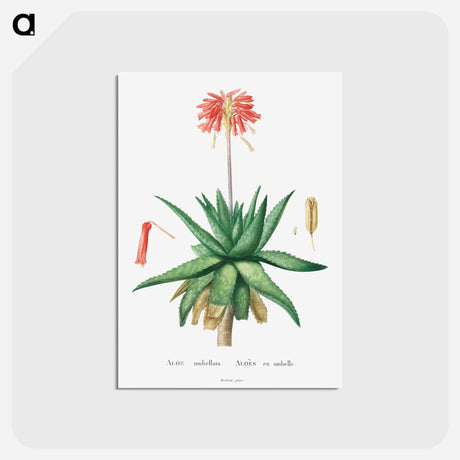 アートポストカード-Aloe Umbellata - ピエール ジョゼフ ルドゥーテ Postcard.