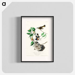 アートポスター-American Redstart from Birds of America
 - アメリカの鳥たち Poster.