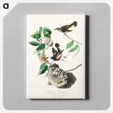 アートパネル-American Redstart from Birds of America
 - アメリカの鳥たち Canvas.