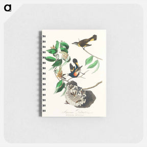 アートメモ帳-American Redstart from Birds of America
 - アメリカの鳥たち Memo.