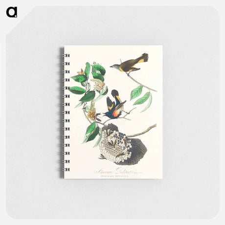 アートメモ帳-American Redstart from Birds of America
 - アメリカの鳥たち Memo.