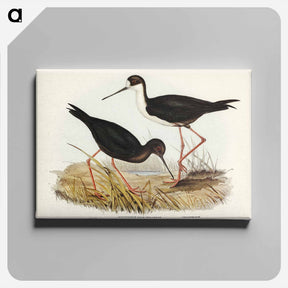 アートパネル-New Zealand Stilt
 - ジョン グールド Canvas.