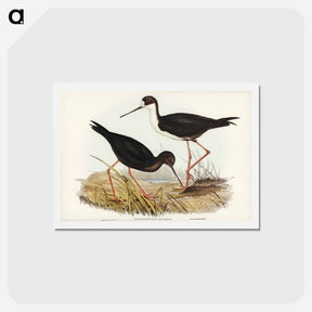 アートポストカード-New Zealand Stilt
 - ジョン グールド Postcard.