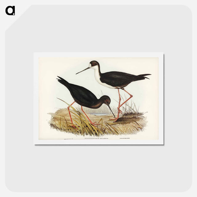 アートポストカード-New Zealand Stilt
 - ジョン グールド Postcard.