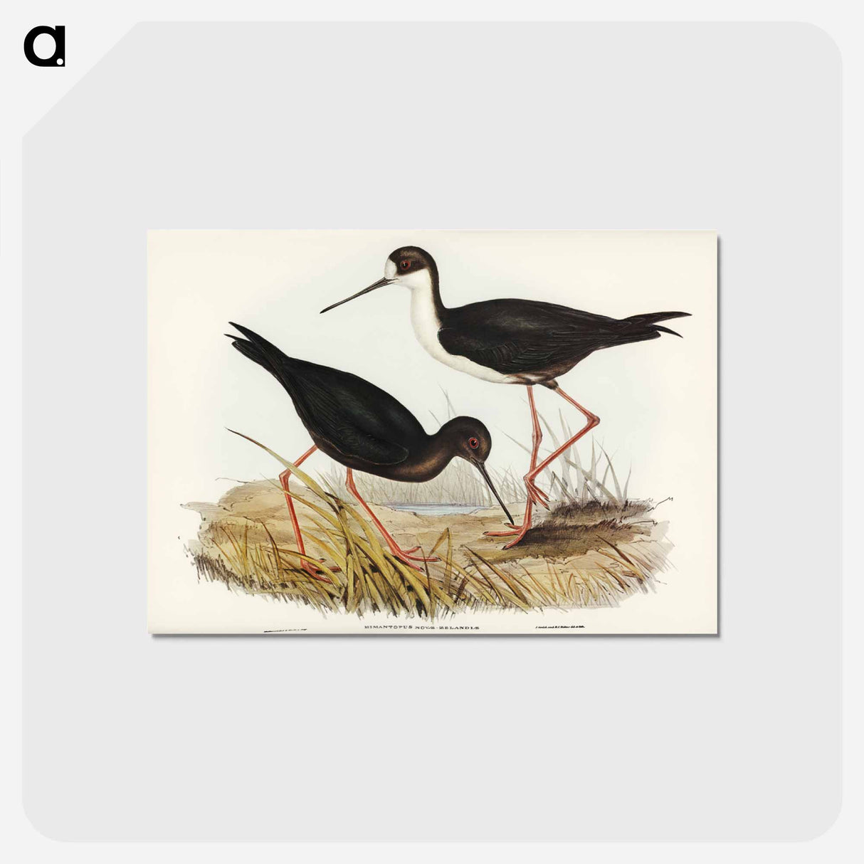 アートポストカード-New Zealand Stilt
 - ジョン グールド Postcard.