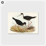 アートポストカード-New Zealand Stilt
 - ジョン グールド Postcard.