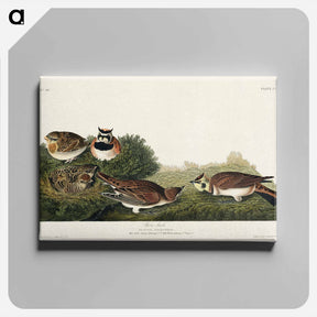 アートパネル-Shore Lark
 - ジョン ジェームス オーデュボン Canvas.