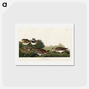 アートポストカード-Shore Lark
 - ジョン ジェームス オーデュボン Postcard.