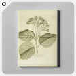 アートパネル-Cariophyllus spurius inodorus
 - 国立医学図書館 Canvas.