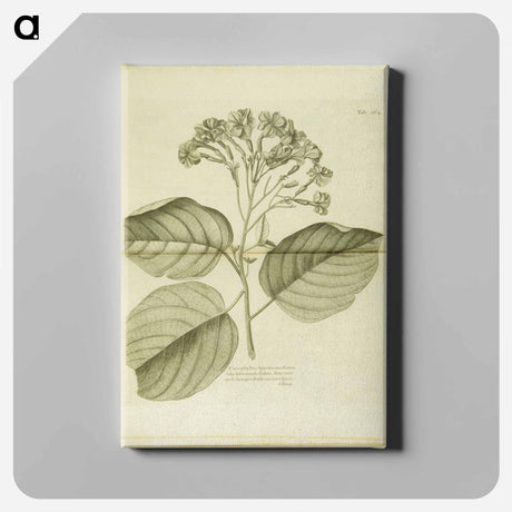 アートパネル-Cariophyllus spurius inodorus
 - 国立医学図書館 Canvas.