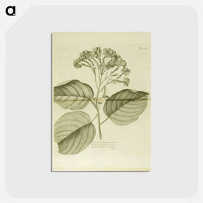 アートポストカード-Cariophyllus spurius inodorus
 - 国立医学図書館 Postcard.