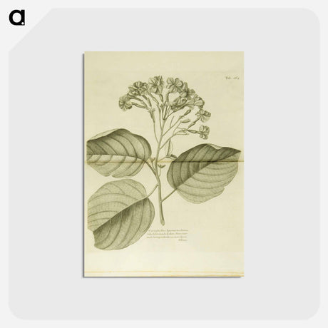 アートポストカード-Cariophyllus spurius inodorus
 - 国立医学図書館 Postcard.