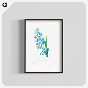 アートポスター-Blue hyacinth - ピエール ジョゼフ ルドゥーテ Poster.
