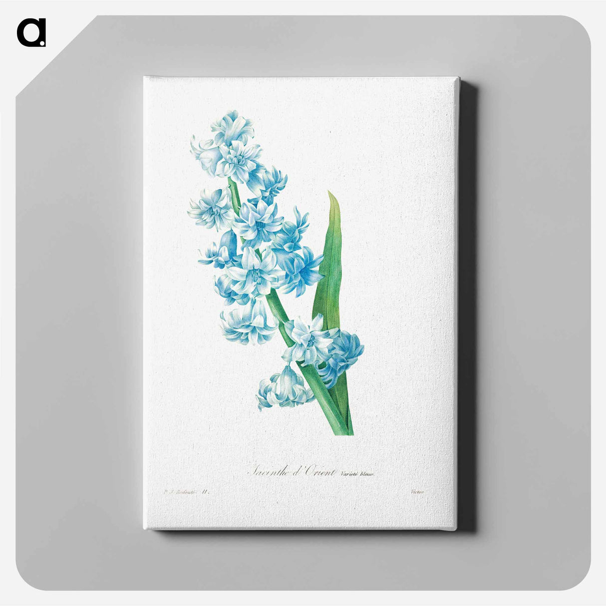 アートパネル-Blue hyacinth - ピエール ジョゼフ ルドゥーテ Canvas.