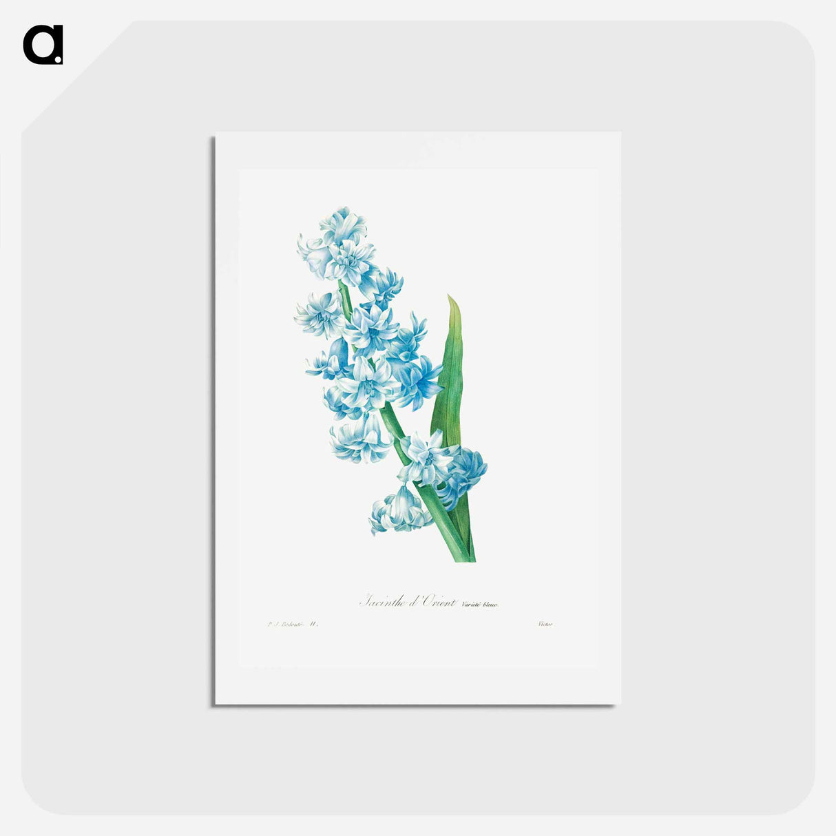 アートポストカード-Blue hyacinth - ピエール ジョゼフ ルドゥーテ Postcard.