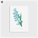 アートポストカード-Blue hyacinth - ピエール ジョゼフ ルドゥーテ Postcard.