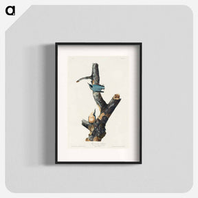 アートポスター-Red-breasted Nuthatch from Birds of America
 - アメリカの鳥たち Poster.