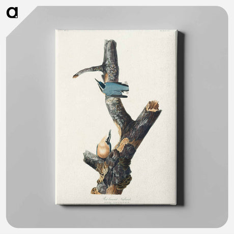 アートパネル-Red-breasted Nuthatch from Birds of America
 - アメリカの鳥たち Canvas.