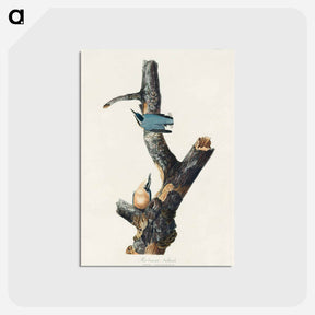 アートポストカード-Red-breasted Nuthatch from Birds of America
 - アメリカの鳥たち Postcard.