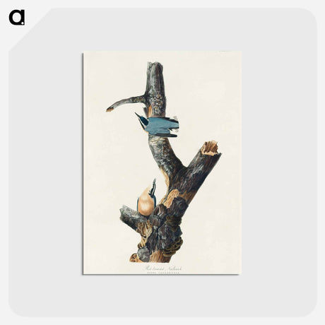 アートポストカード-Red-breasted Nuthatch from Birds of America
 - アメリカの鳥たち Postcard.
