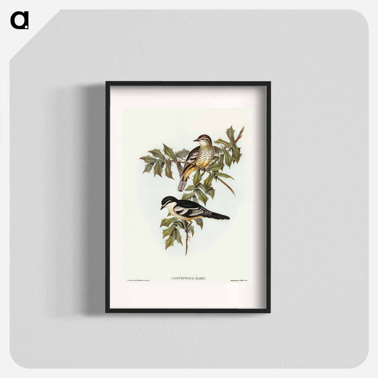 アートポスター-Northern Cuckooshrike
 - オーストラリアの鳥 Poster.