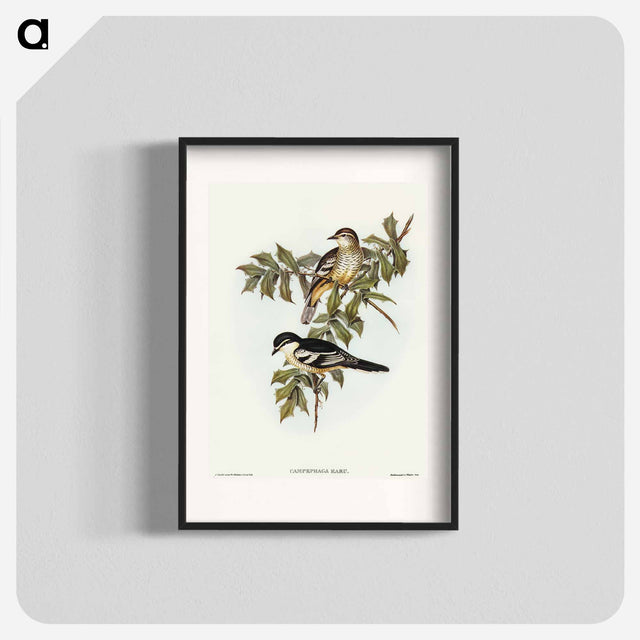 アートポスター-Northern Cuckooshrike
 - オーストラリアの鳥 Poster.