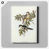 Northern Cuckooshrike
 - オーストラリアの鳥 Canvas.