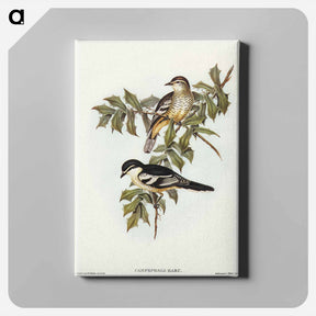 アートパネル-Northern Cuckooshrike
 - オーストラリアの鳥 Canvas.