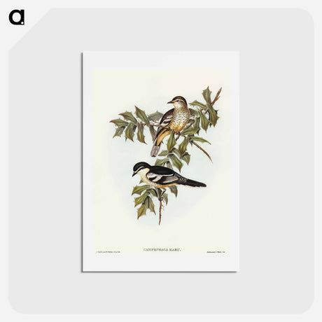 アートポストカード-Northern Cuckooshrike
 - オーストラリアの鳥 Postcard.