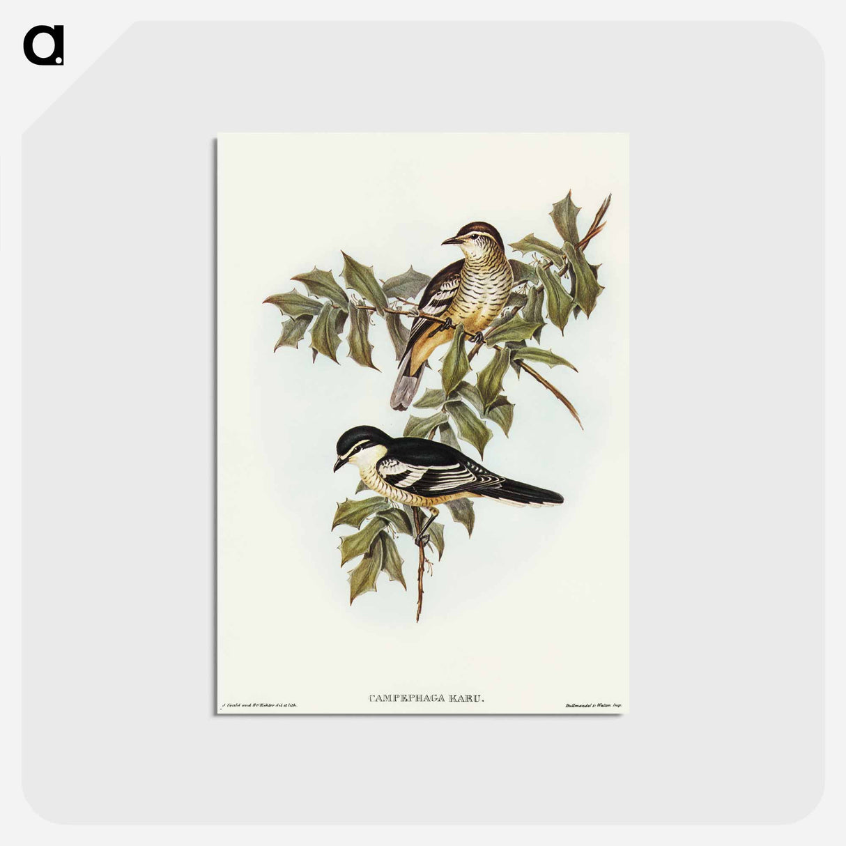 アートポストカード-Northern Cuckooshrike
 - オーストラリアの鳥 Postcard.