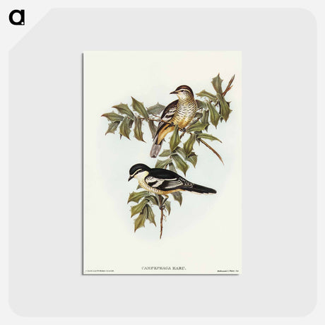 アートポストカード-Northern Cuckooshrike
 - オーストラリアの鳥 Postcard.