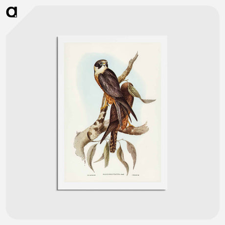 アートポストカード-Birds of Australia
 - ジョン グールド Postcard.