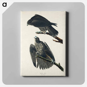 アートパネル-Labrador Falcon
 - ジョン ジェームス オーデュボン Canvas.
