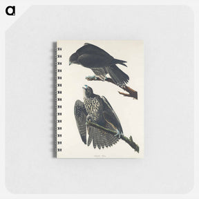 アートメモ帳-Labrador Falcon
 - ジョン ジェームス オーデュボン Memo.