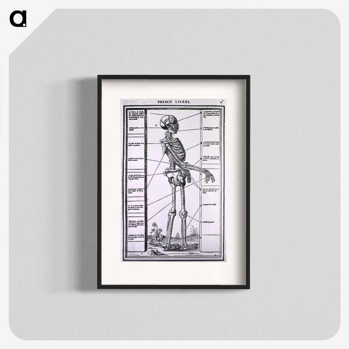 アートポスター-Anatomy of a Skeleton
 - 国立医学図書館 Poster.
