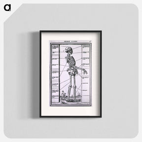 アートポスター-Anatomy of a Skeleton
 - 国立医学図書館 Poster.