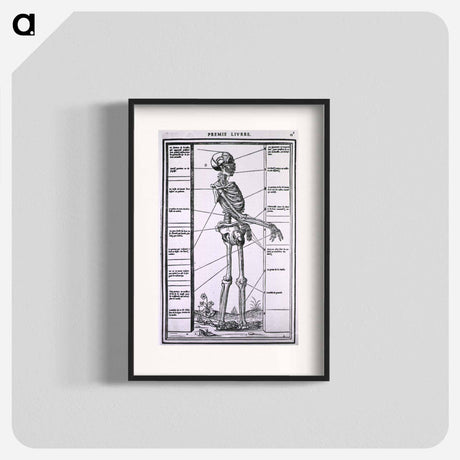 アートポスター-Anatomy of a Skeleton
 - 国立医学図書館 Poster.