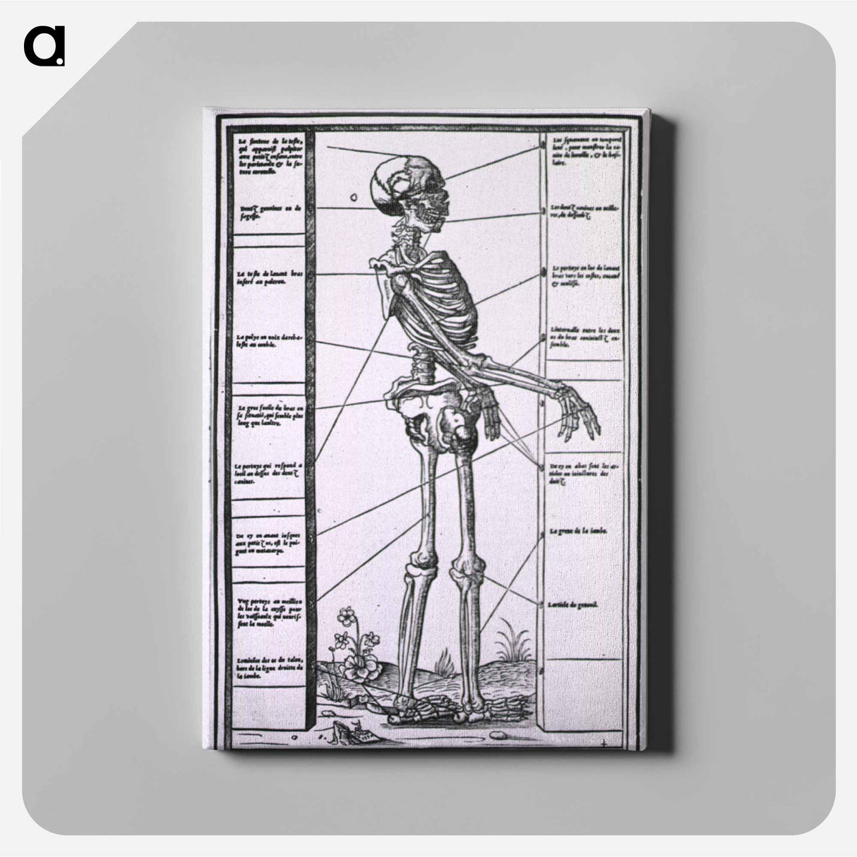 アートパネル-Anatomy of a Skeleton
 - 国立医学図書館 Canvas.
