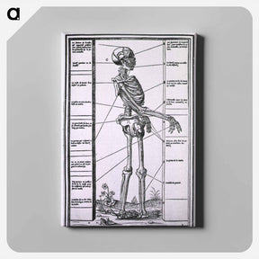 アートパネル-Anatomy of a Skeleton
 - 国立医学図書館 Canvas.