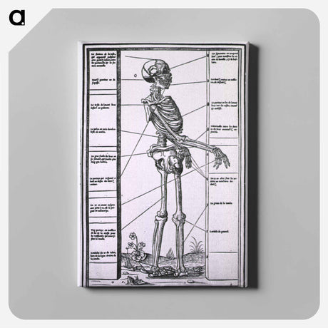 アートパネル-Anatomy of a Skeleton
 - 国立医学図書館 Canvas.