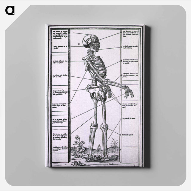 アートパネル-Anatomy of a Skeleton
 - 国立医学図書館 Canvas.